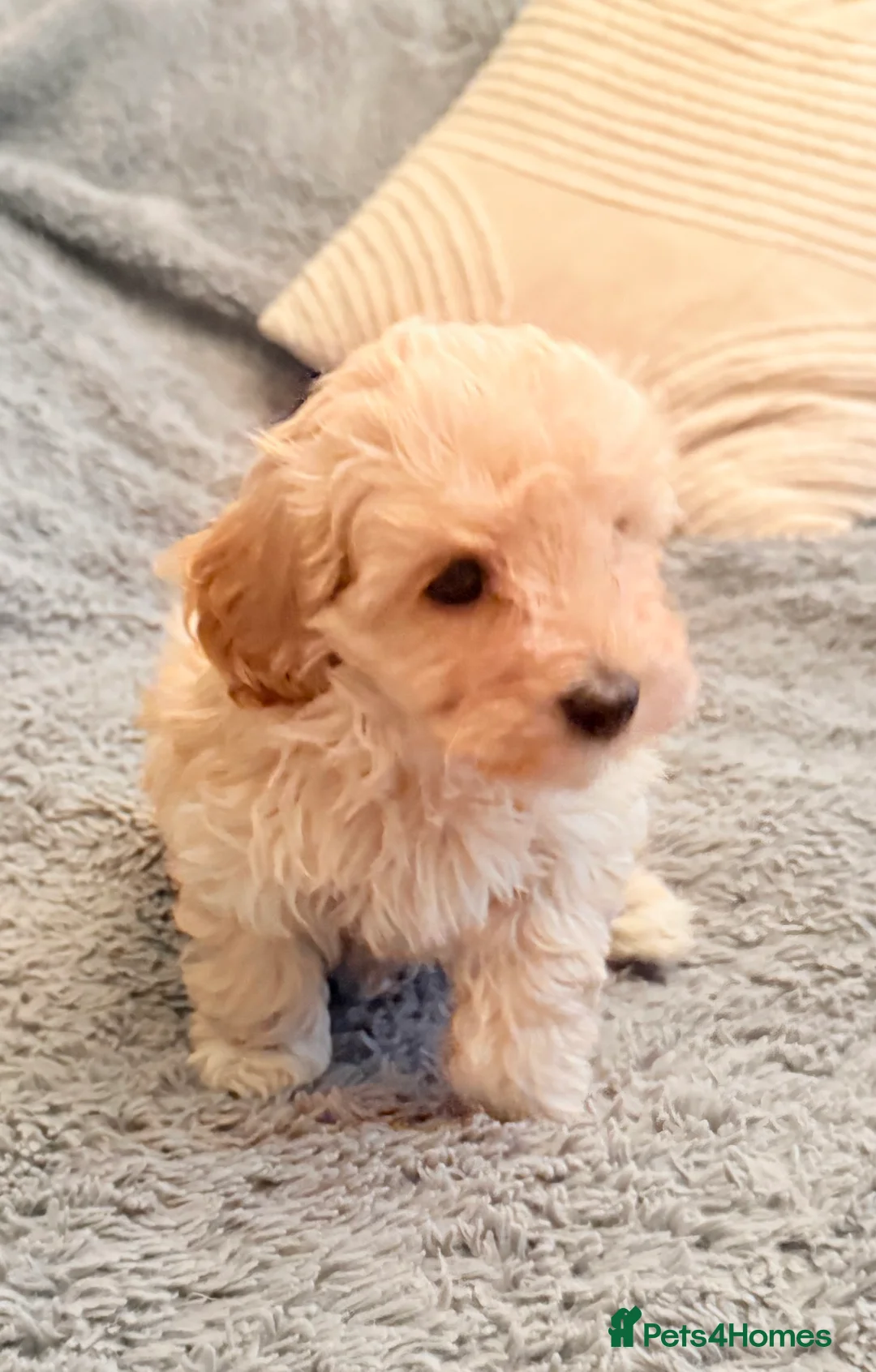 Maltipoo dogs for sale: DNA clear tiny toy F1b maltipoo puppy - Advert 15