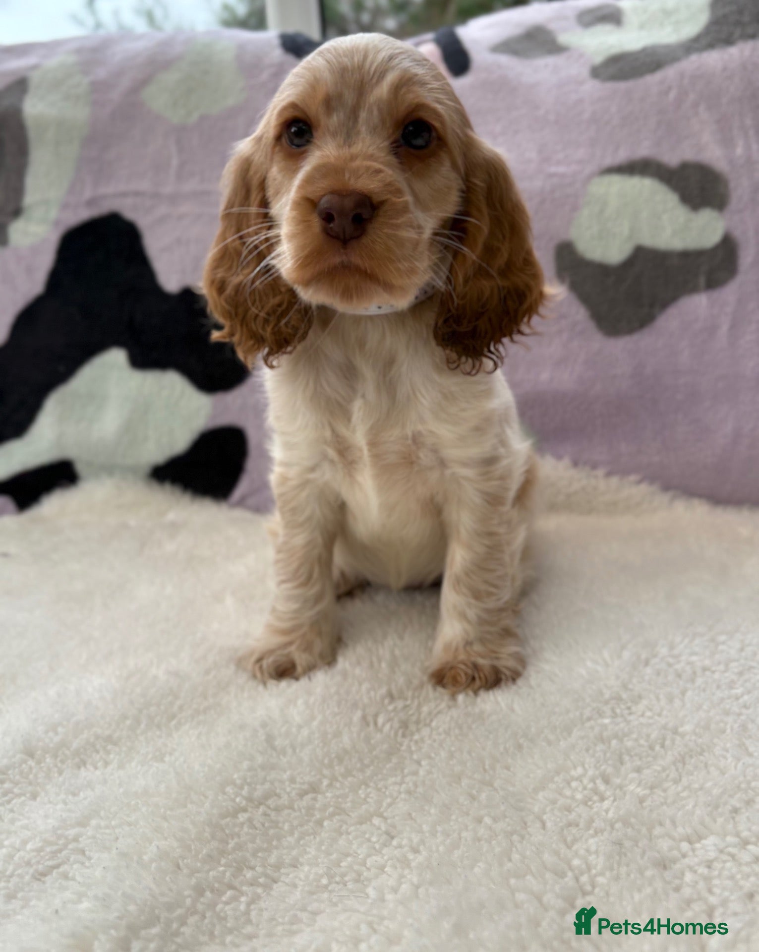 Cocker Spaniel dogs KC Reg Show Cocker Spaniel Girl READY NOW - Advert 2