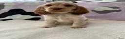 Cocker Spaniel dogs for sale: KC Reg Show Cocker Spaniel Girl READY NOW - Advert 2