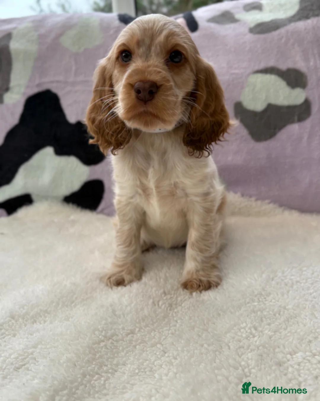 Cocker Spaniel dogs for sale: KC Reg Show Cocker Spaniel Girl READY NOW - Advert 2