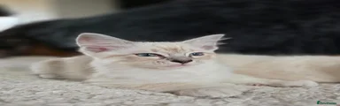 Ragdoll 1