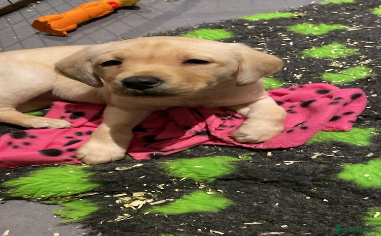 Labrador Retriever dogs - Advert 4