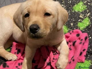 Labrador Retriever dogs Yellow and Labrador puppiea - Advert 16