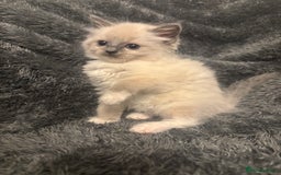 Ragdoll cats for sale: AMAZING QUALITY PEDIGREE HCM/PKD CLEAR KITTENS  - Image 26
