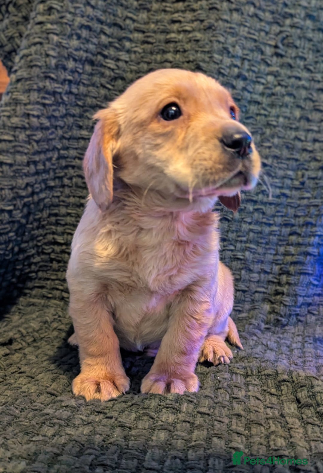 Cockerdor dogs for sale: Cockador Puppies - Advert 16