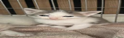 Mixed Breed cats for sale: 3 boys and 2 girls - Advert 8