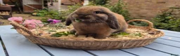 Mini Lop rabbits for sale: Two Mini lops and 4 Dwarf lops available - Advert 20