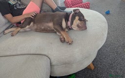 Olde English Bulldogge dogs for sale: Baby D - Image 2