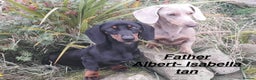 Miniature Dachshund dogs for sale: Miniature Dachshund  - Advert 3