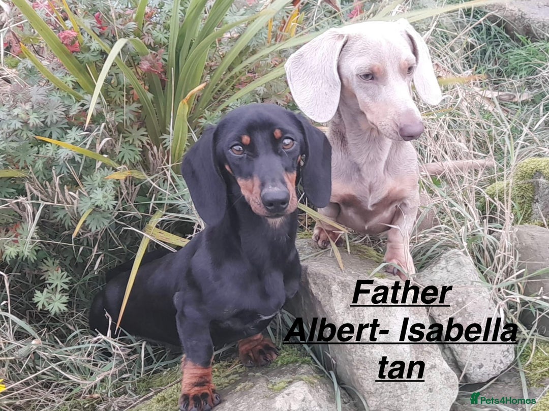 Miniature Dachshund dogs for sale: Miniature Dachshund  - Advert 3