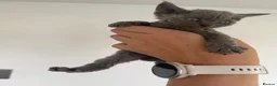 Devon Rex cats for sale: GCCF, kittens looking new home - Advert 14