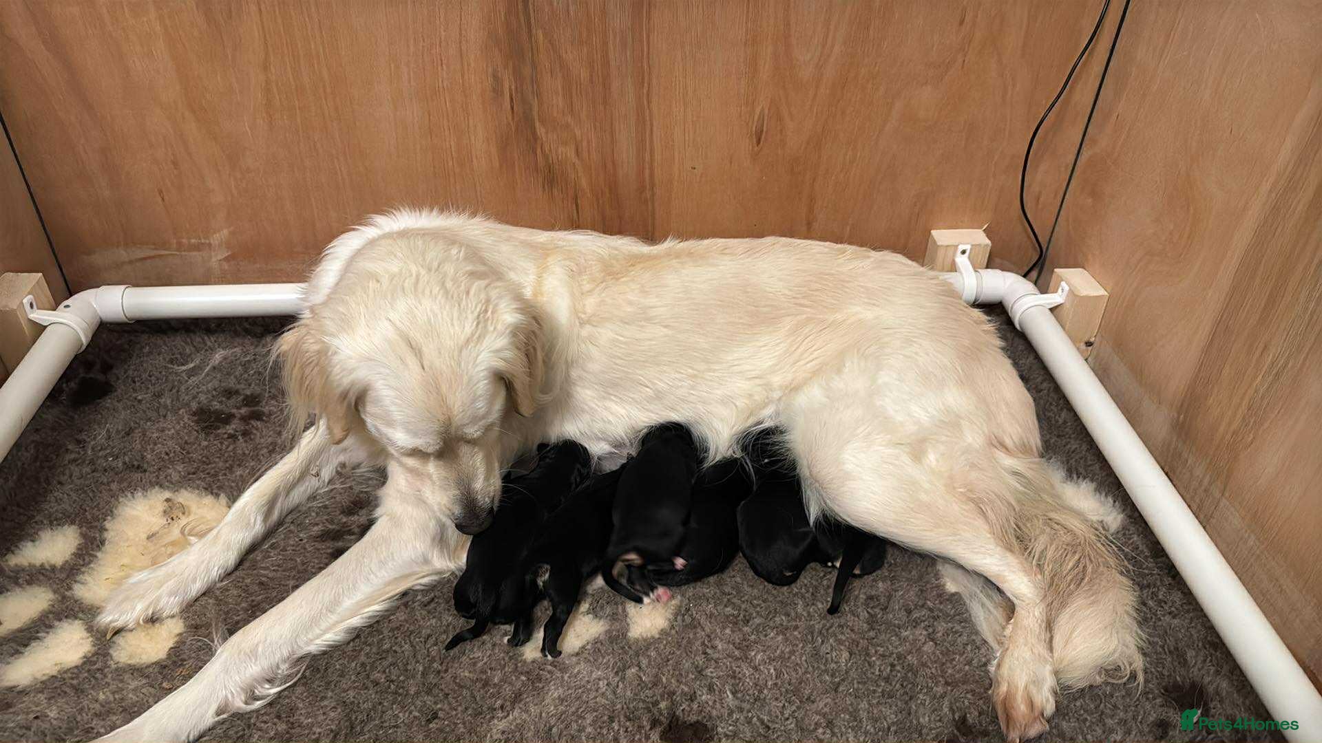 Mixed Breed dogs 🐾 Golden Retriever × Border Collie Puppies - Advert 8