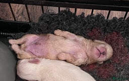 Pekingese dogs for sale: Kc Pekingese’s puppies  - Image 2