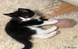 Domestic Shorthair cats for sale: 5 adorable mixed kittens, Russian Blue & Shorthair - Advert 16