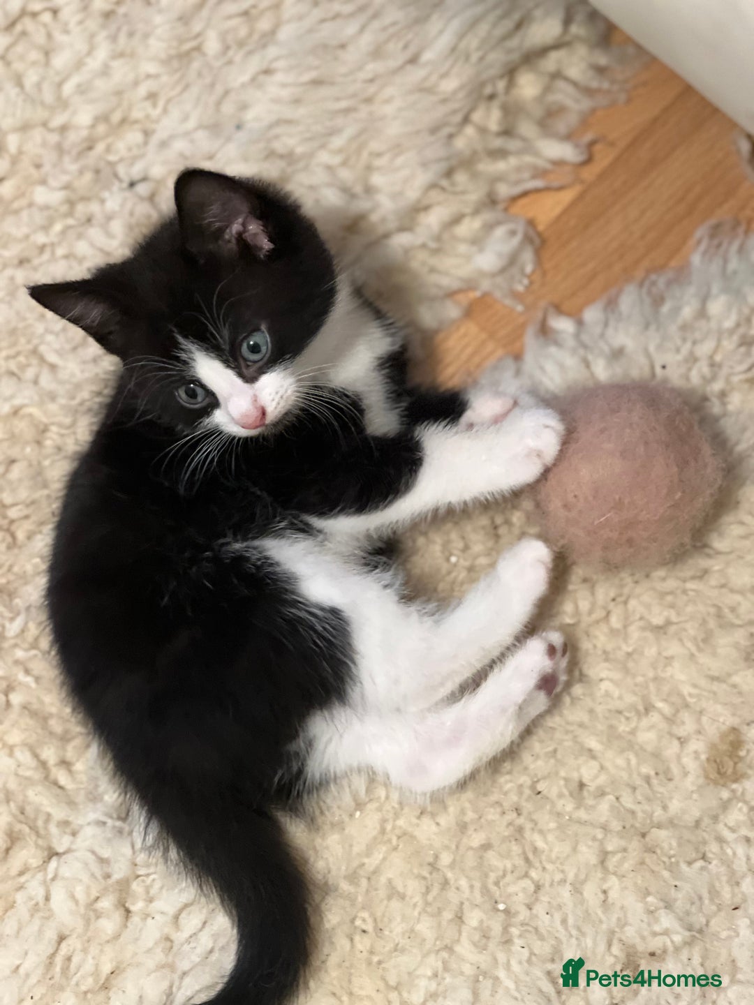 Domestic Shorthair cats for sale: 5 adorable mixed kittens, Russian Blue & Shorthair - Advert 16