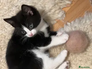 Domestic Shorthair cats Adorable Russian Blue & Domestic Shorthair - Advert 13