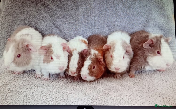 Guinea Pig rodents - Advert 3