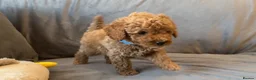 Cavapoo dogs for sale: Cavapoos Extensive DNA & Heart tested - Advert 28