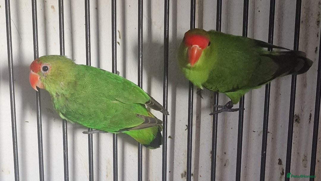Parrots birds for sale: LOOK! BIRDS/PARAKEETS/PARROTS AVAILABLE  - Image 6