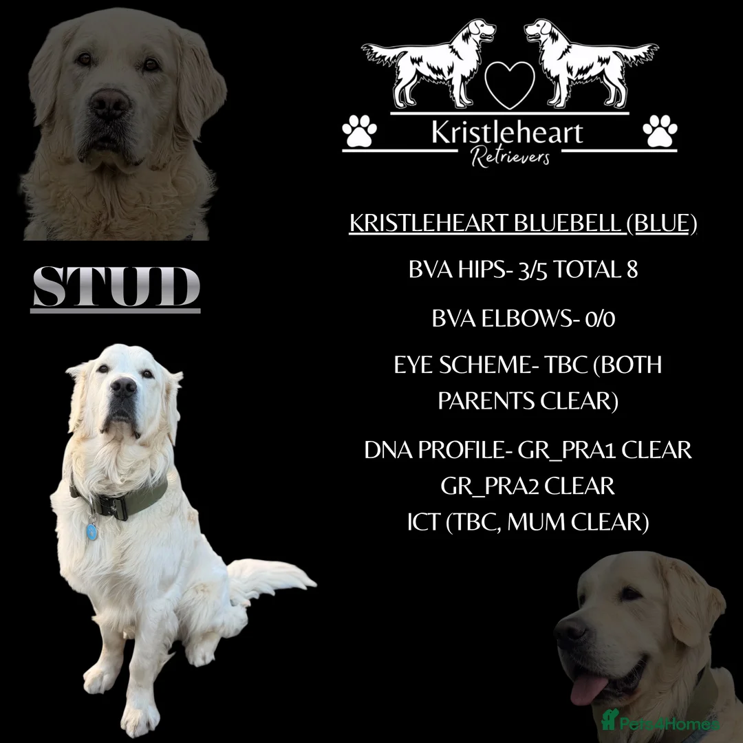Golden Retriever dogs for stud: KC GOLDEN RETRIEVER ⭐️STUD⭐️ - Advert 2