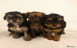 Yorkiepoo dogs for sale: Tiny Yorkipoos beautiful fluff balls puppies - Image 20