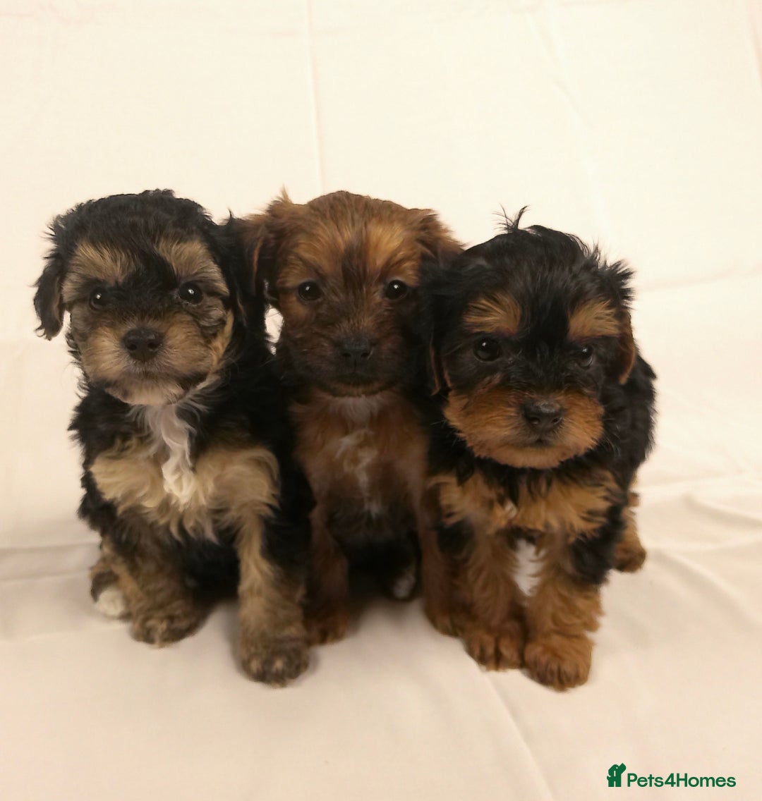 Yorkiepoo dogs for sale: Tiny Yorkipoos beautiful fluff balls puppies - Image 20