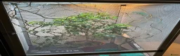 Chameleon reptiles for sale: Yemen Chameleon + Vivarium Setup Kit - Advert 5