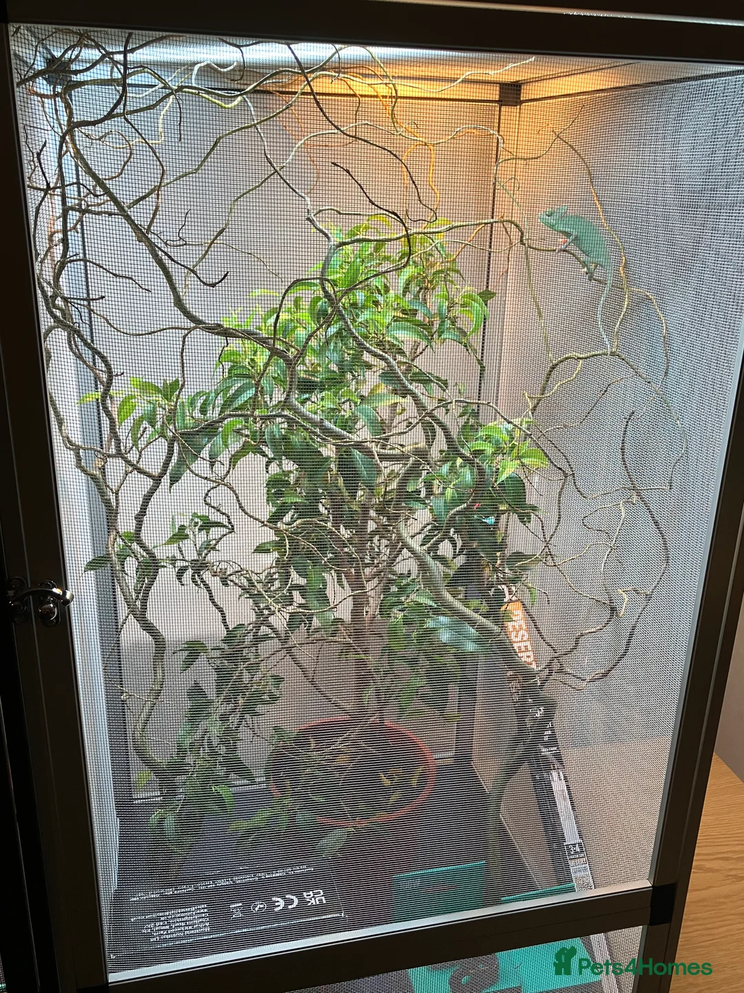 Chameleon reptiles for sale: Yemen Chameleon + Vivarium Setup Kit - Advert 5