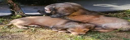 Miniature Dachshund dogs for sale: Longhaired Miniature daschund puppies 🐶  - Advert 4