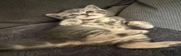 Scottish Fold cats for sale: Scottish straight boy available  - Advert 6