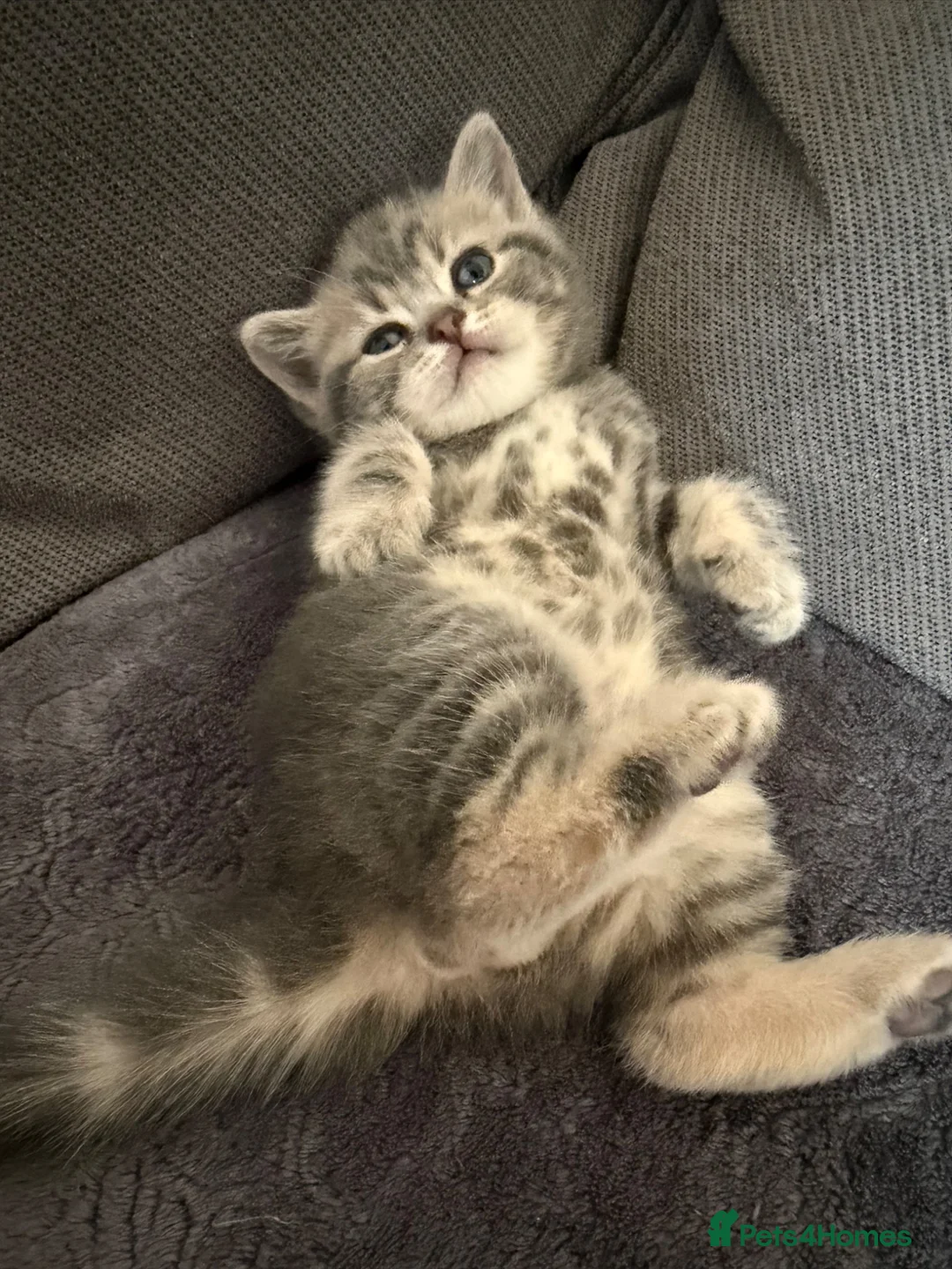 Scottish Fold cats for sale: Scottish straight boy available  - Advert 6