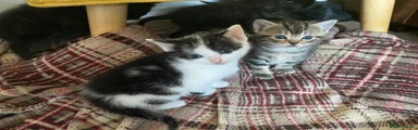 Mixed Breed Kitten 1