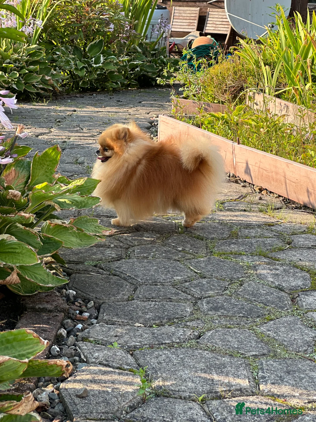 Pomeranian dogs for stud: Absolutely stunning tiny orange sable stud boy in Lanark - Advert 18