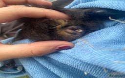 Guinea Pig rodents for sale: 6 week old male English crested guinea pigs  - Image 5