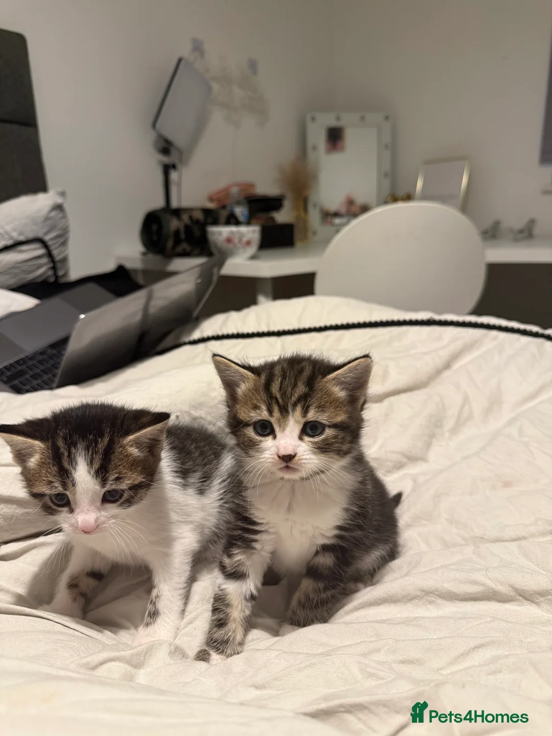 Mixed Breed cats for sale: Three short haired tabby  - Advert 6