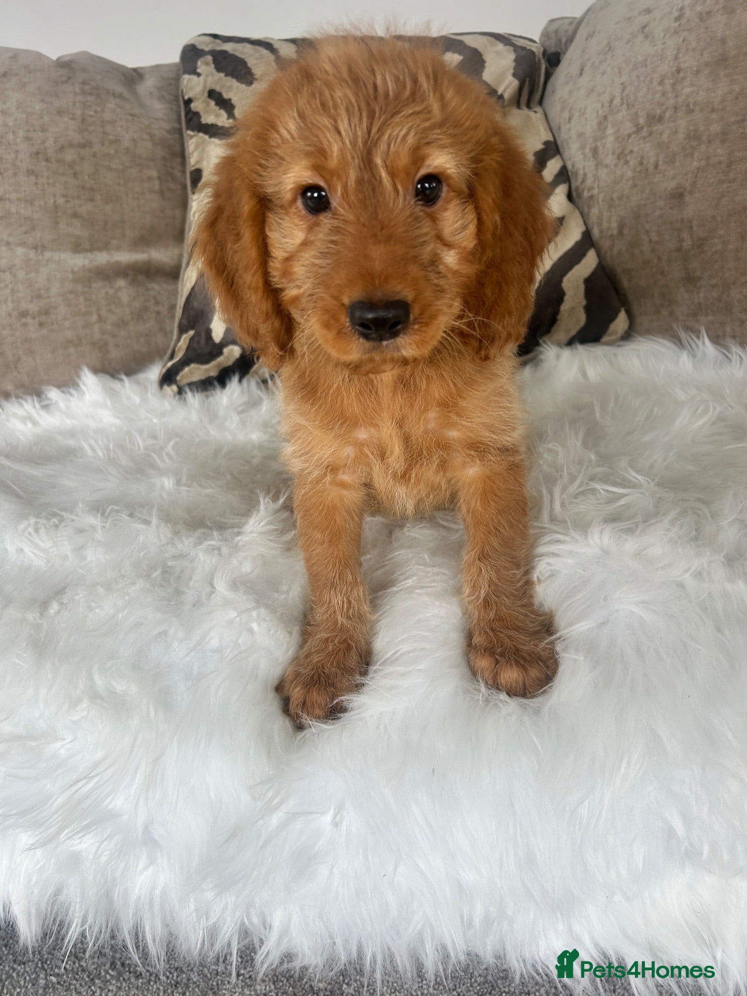 Cockapoo dogs F1 golden cockapoo puppies  - Advert 2