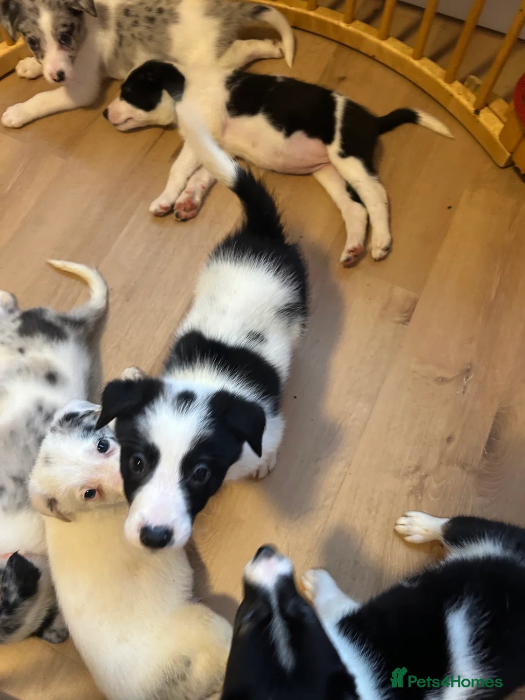 Border Collie dogs for sale: ✨ Last remaining border collie puppy ✨ - Advert 33