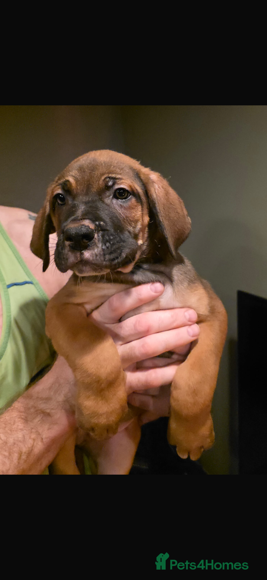 Mixed Breed dogs for sale: Cane corso X mastiff X - Advert 6