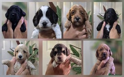 Cockapoo dogs for sale: Cockapoo Puppies Extensive Health Tested - Image 1