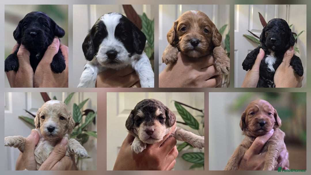 Cockapoo dogs for sale: Cockapoo Puppies Extensive Health Tested - Image 1