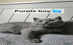 British Shorthair cats for sale: Beautiful Pedigree British short hair kittens🐈 in Buckhurst Hill - Image 10