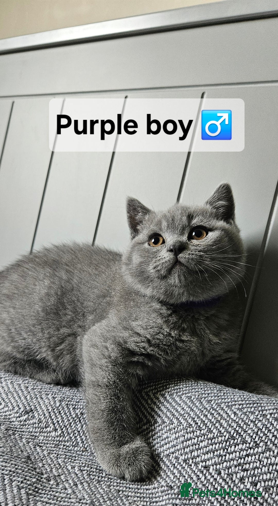 British Shorthair cats for sale: Beautiful Pedigree British short hair kittens🐈 in Buckhurst Hill - Image 10