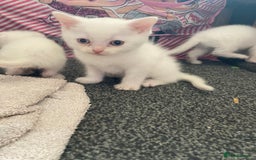 British Shorthair cats for sale: Kittens READY TO LEAVE British SH/Russian white - Image 5