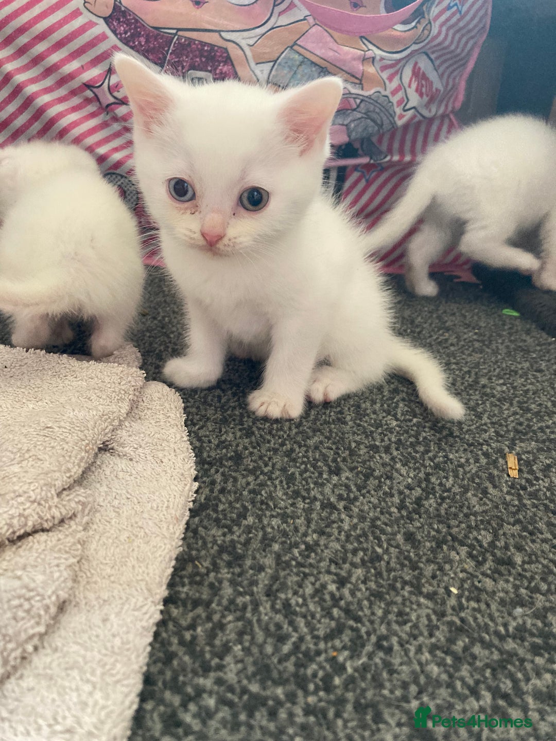 British Shorthair cats for sale: Kittens READY TO LEAVE British SH/Russian white - Image 5