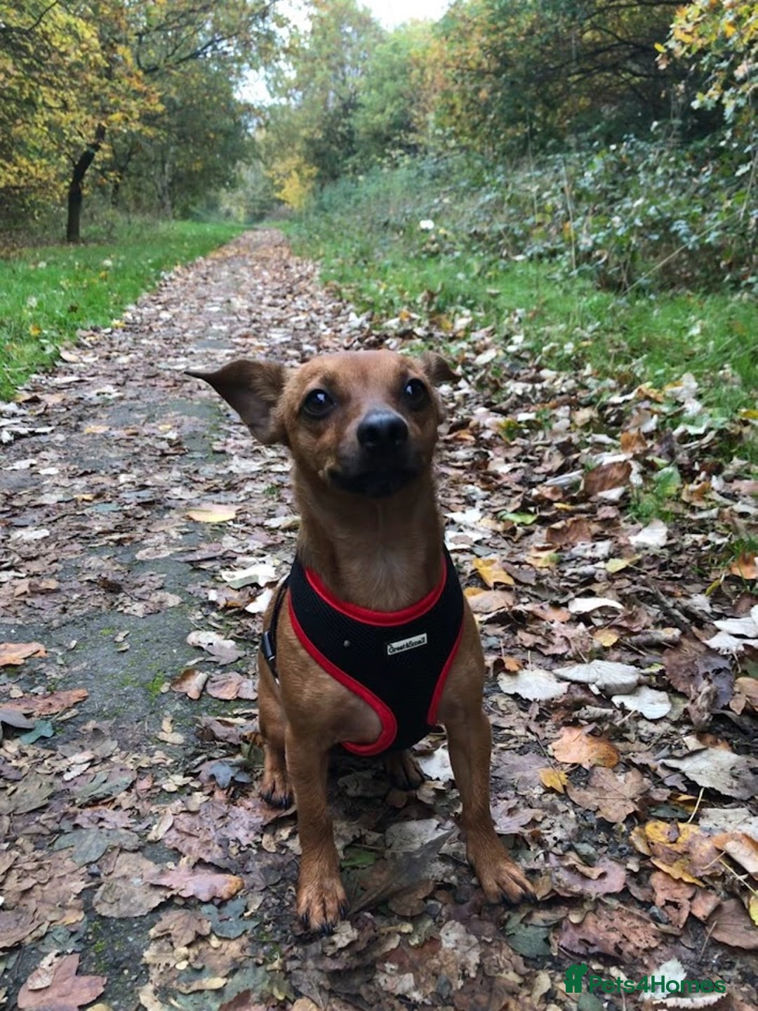 Mixed Breed dogs for adoption: Ringo – 6 years old, Male, Mixed Breed  - Advert 2