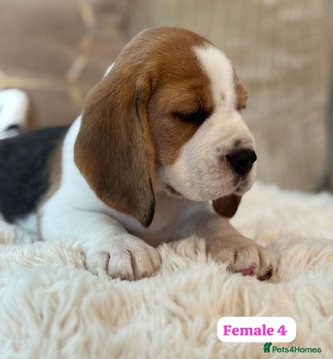 Beagle dogs for sale: ** STUNNING KC 5 GEN TRI COLOUR BEAGLEPUPS ** - Image 10
