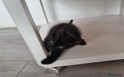 European cats for sale: Black male kitten - Image 5