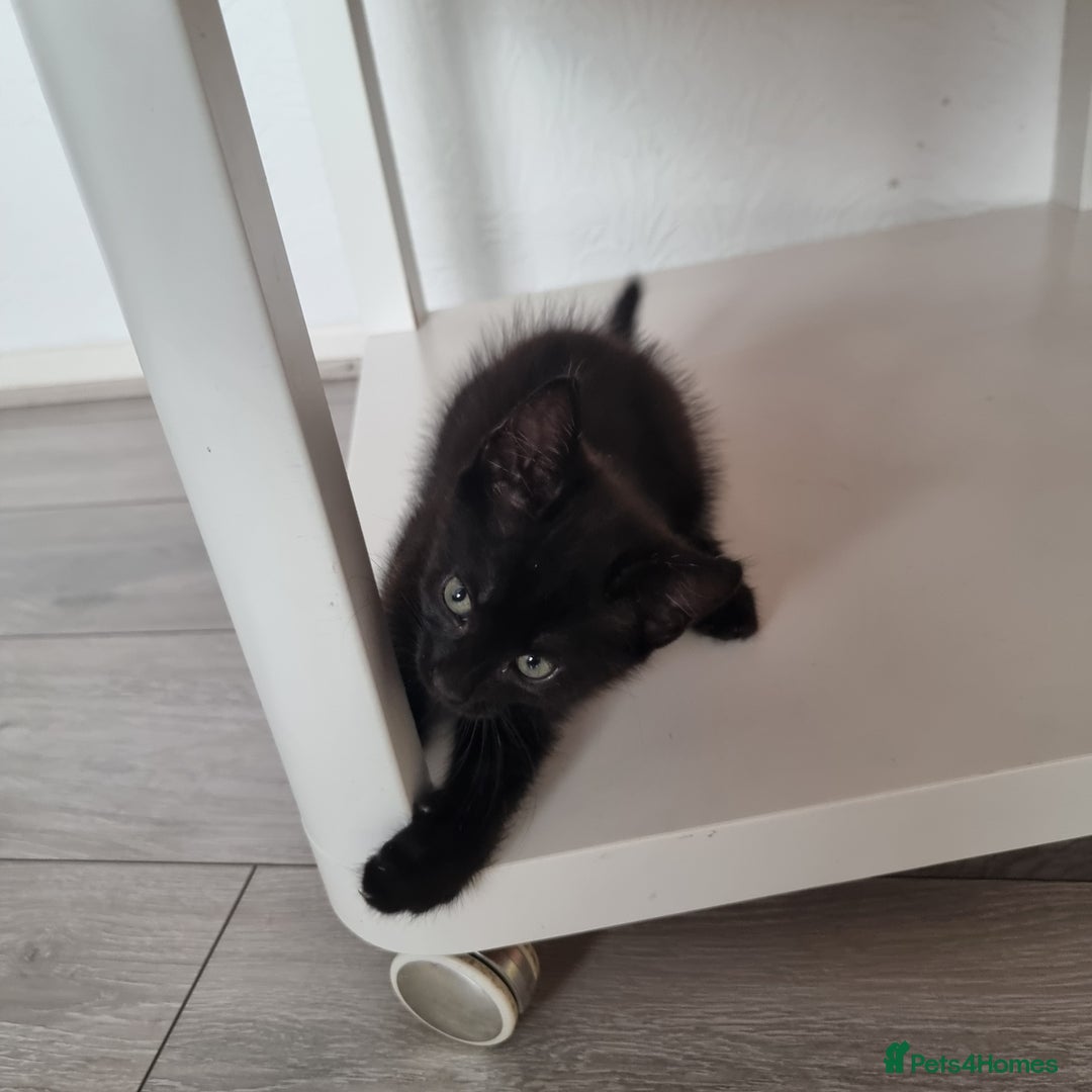 European cats for sale: Black male kitten - Image 5