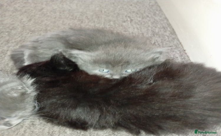 Persian cats - Advert 7