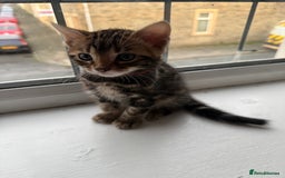 Bengal cats for sale: 6 Stunning Bengal kittens - Image 15